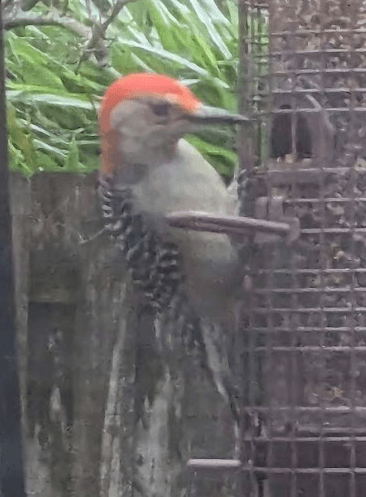 Red-bellied Woodpecker