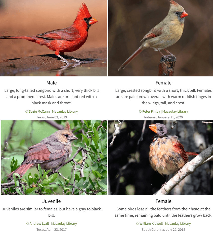 Cardinals in different forms - Male, Female, Juvenile, Molting